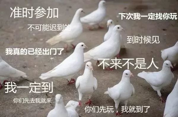 白鴿最新搭檔,白鴿新搭檔，溫馨日常的歡樂時光