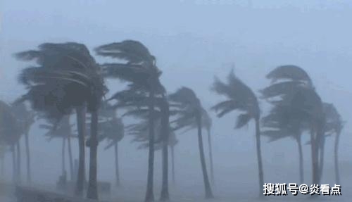 臺(tái)風(fēng)黃蜂，逆風(fēng)中的勵(lì)志故事與自信成就之旅