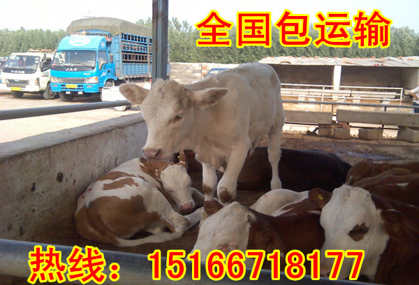 遼寧肉牛市場(chǎng)價(jià)格動(dòng)態(tài)回顧與探析，市場(chǎng)趨勢(shì)探析及價(jià)格動(dòng)態(tài)分析