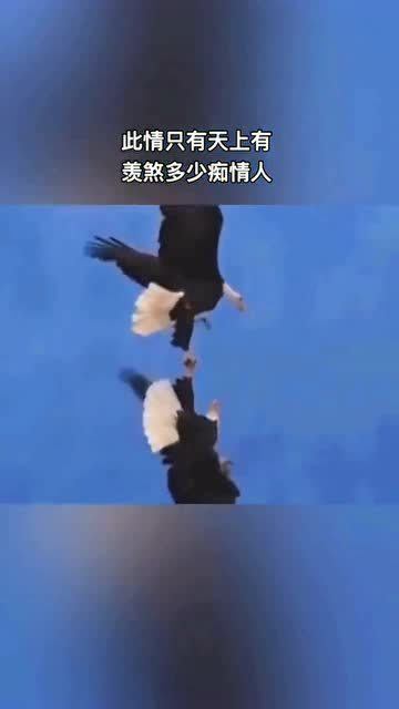 比翼雙開最新版下載，背景、歷程與影響探究