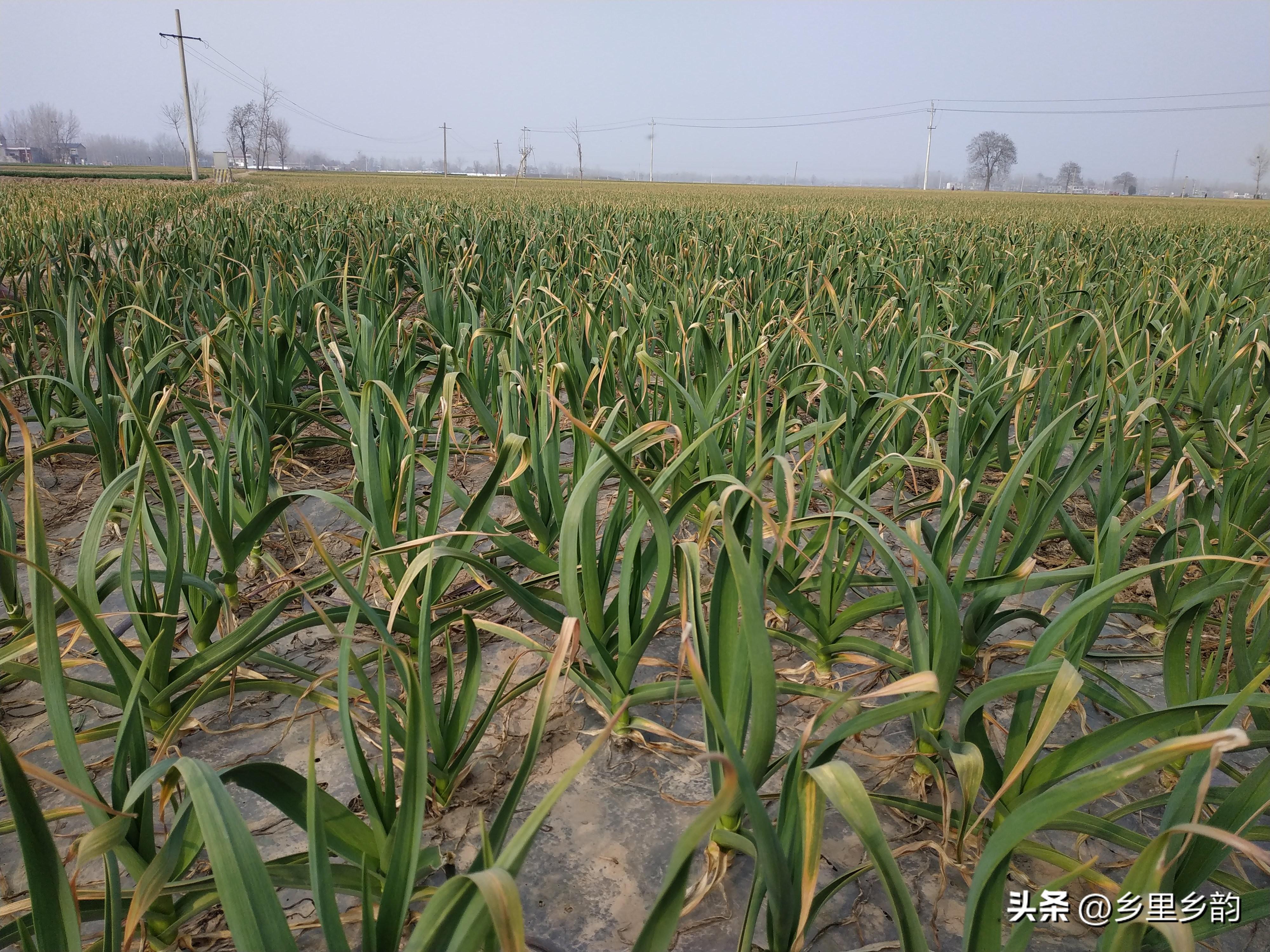 飼料價(jià)格 第173頁(yè)